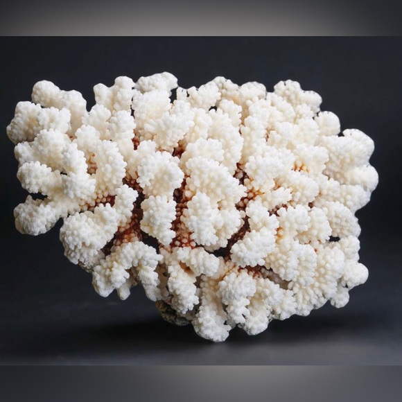 Coral Reef- Great Barrier Gold White Spikes Explosion Fireworks Starburst Dangle - Picture 7 of 8